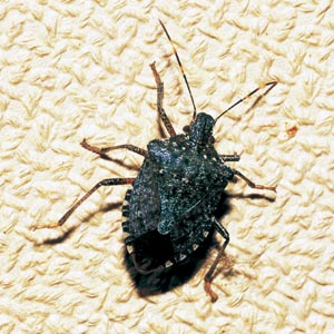 �N�T�M�J�����V