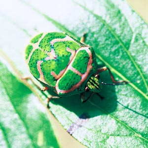 �A�J�X�W�L���J�����V