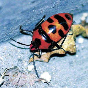 �I�I�L���J�����V