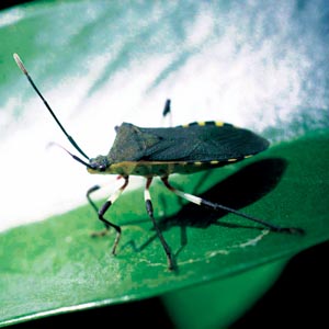 �L�o���w���J�����V