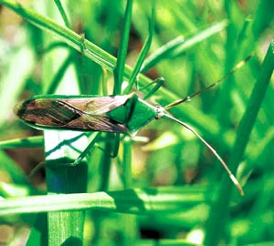 �I�I�N���w���J�����V