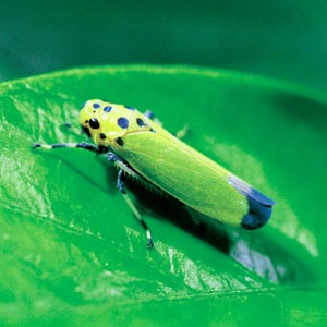 �c�}�O���I�I���R�o�C