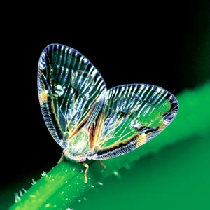 �X�P�o�n�S����