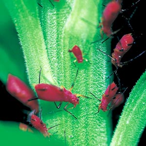 �^�C�����q�Q�i�K�A�u�����V