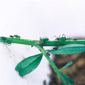 �C�o���q�Q�i�K�A�u�����V