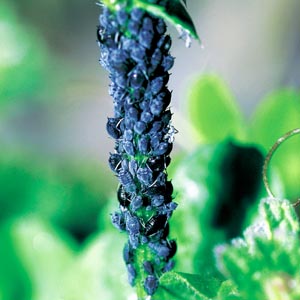 �}���A�u�����V