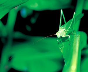 �c�����V