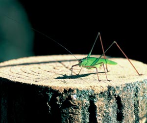 �A�V�O���c�����V