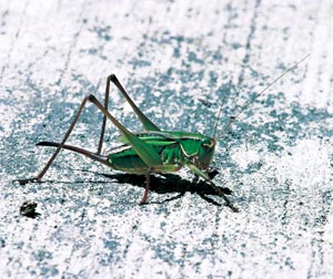 �L���M���X