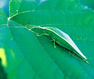 �A�I�}�c���V