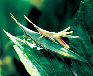 �I���u�o�b�^