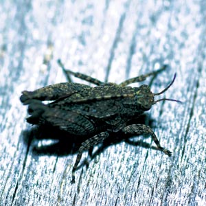 �q�V�o�b�^