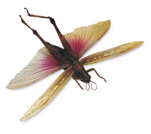 �c�`�C�i�S