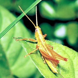 �i�L�C�i�S