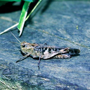 �N���}�o�b�^���h�L