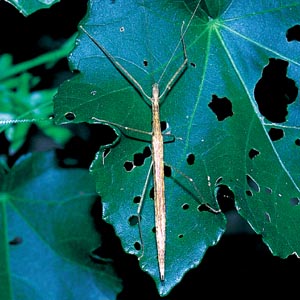 �g�r�i�i�t�V