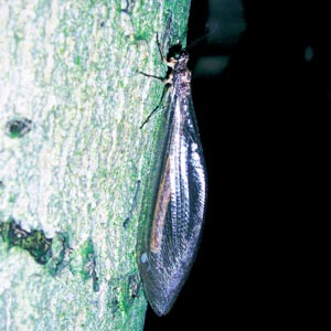 �E�X�o�J�Q���E