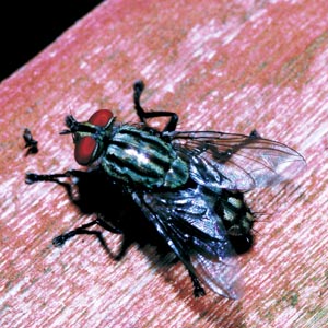 �Z���`�j�N�o�G