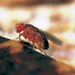 �L�C���V���E�W���E�o�G