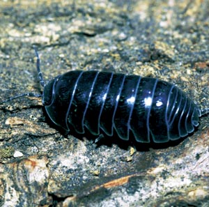 �I�J�_���S���V