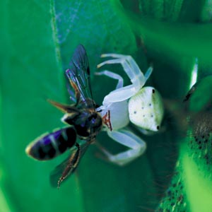 �A�Y�`�O��