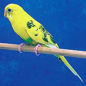 �n���N�C���C�G���[�Z�L�Z�C