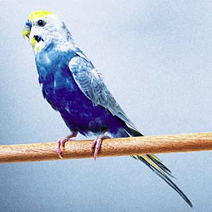 �p�X�e���J���[���C���{�[�Z�L�Z�C