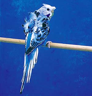 �n�S�����Z�L�Z�C�C���R