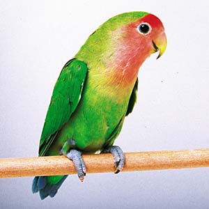 �R�U�N���C���R