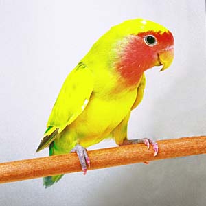 �^�C�K�[�`�F���[�R�U�N���C���R