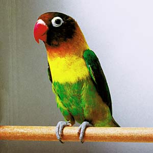 �L�G���N���{�^���C���R