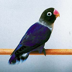 �R�o���g�u���[�{�^���C���R