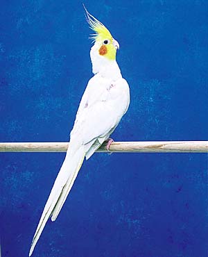 �V���I�J���C���R