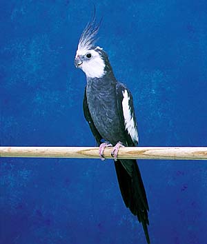 �I�J���C���R�z���C�g�t�F�C�X