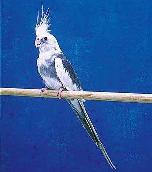 �I�J���C���R�z���C�g�t�F�C�X�p�C�h