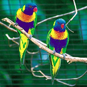 �S�V�L�Z�C�K�C�C���R