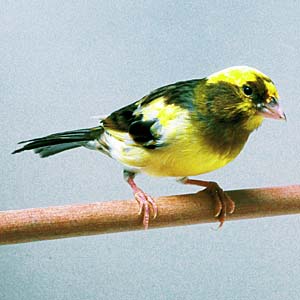 �i�L���[���[�J�i���A