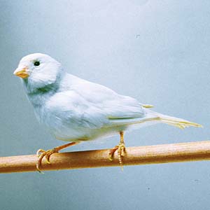 �V���J�i���A