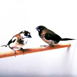 �i�~�W���E�V�}�c