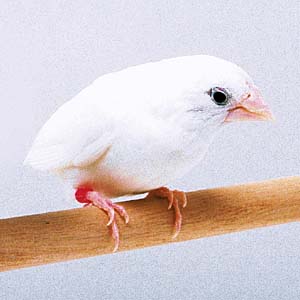 �V���W���E�V�}�c