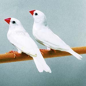 �V���L���J�`���E