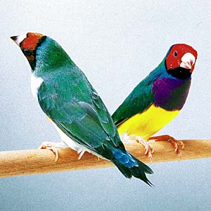 �R�L���`���E