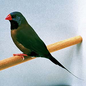 �L���Z�C�`���E