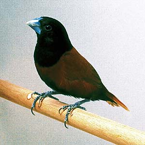 �L���p��