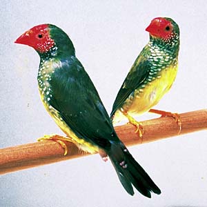 �R�����`���E