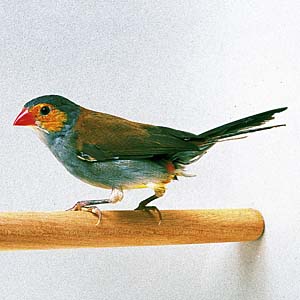 �z�E�R�E�`���E