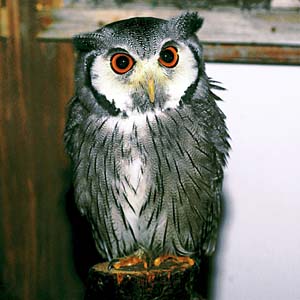 �A�t���J�I�I�R�m�n�Y�N