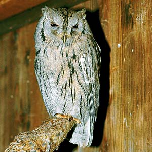 �T�o�N�~�~�Y�N