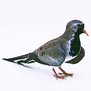 �V�b�|�E�o�g