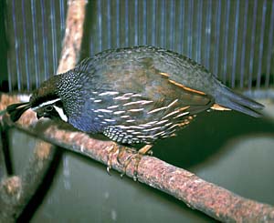 �J�������E�Y��